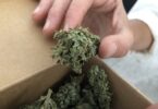 Montagu Cannabis