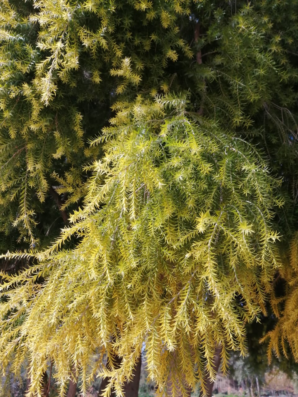 Red Rock Ridge Plants