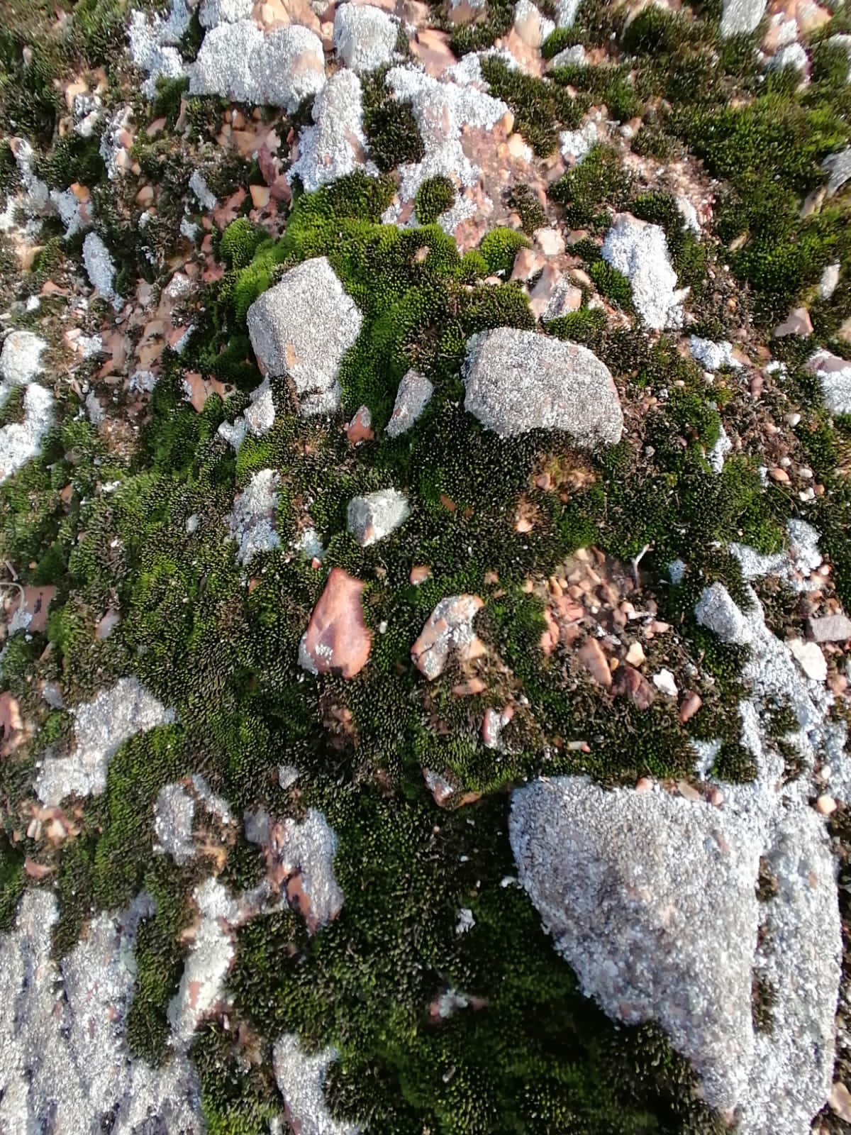 Red Rock Ridge Plants
