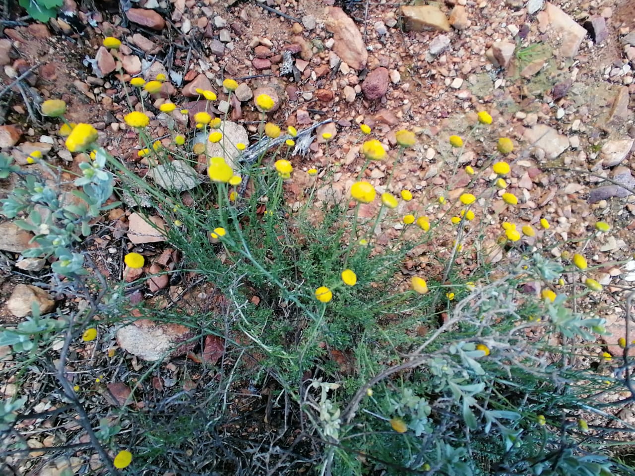 Red Rock Ridge Plants