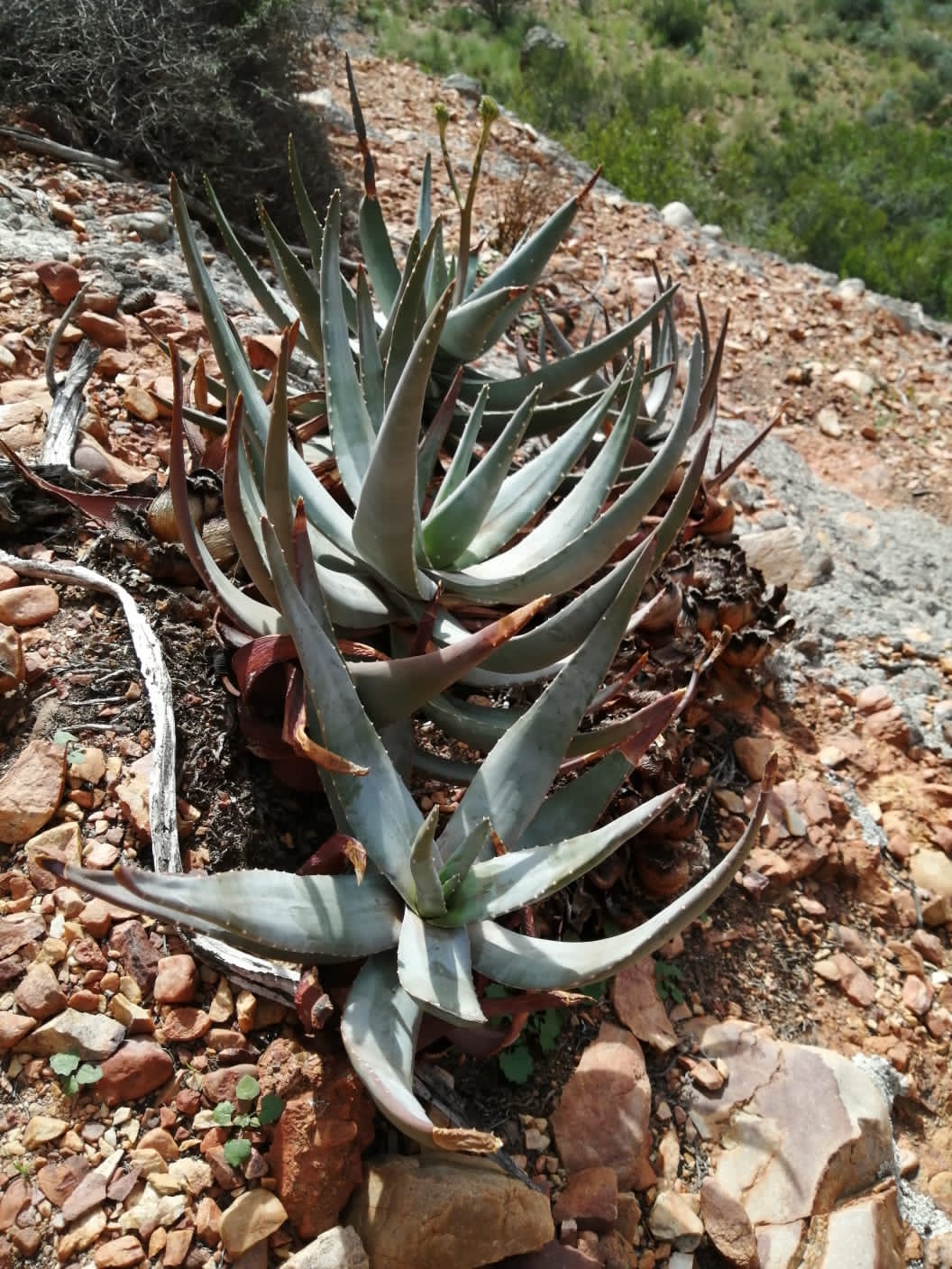 Red Rock Ridge Plants