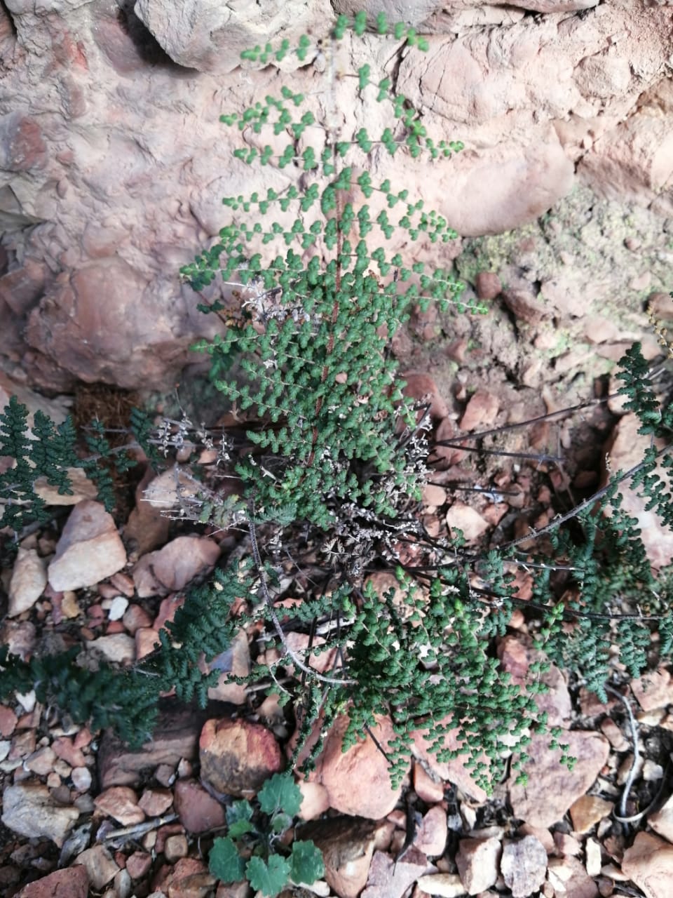 Red Rock Ridge Plants