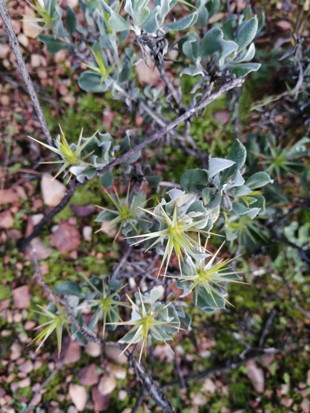 Red Rock Ridge Plants