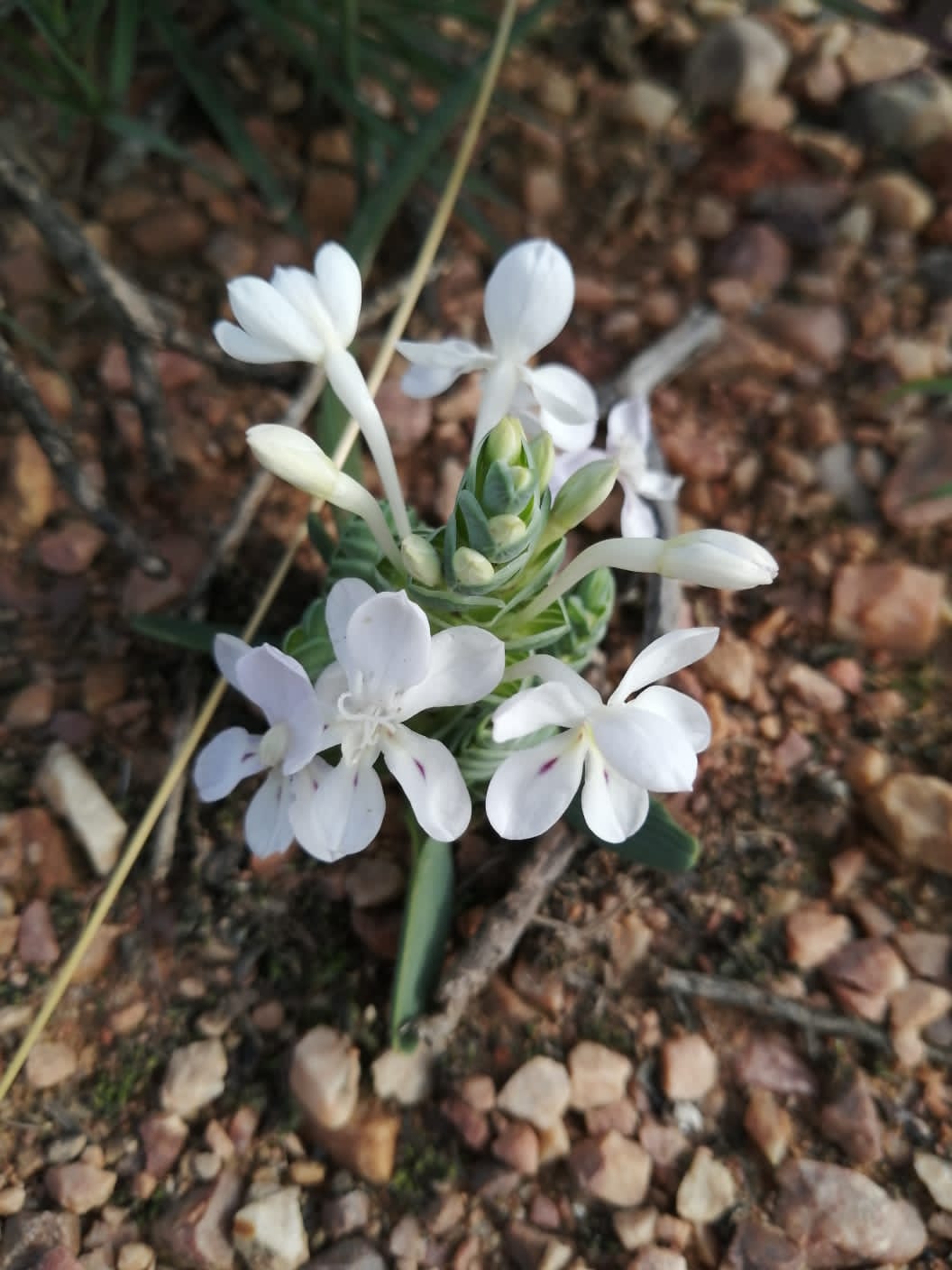 Red Rock Ridge Plants