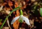 Spring Depression